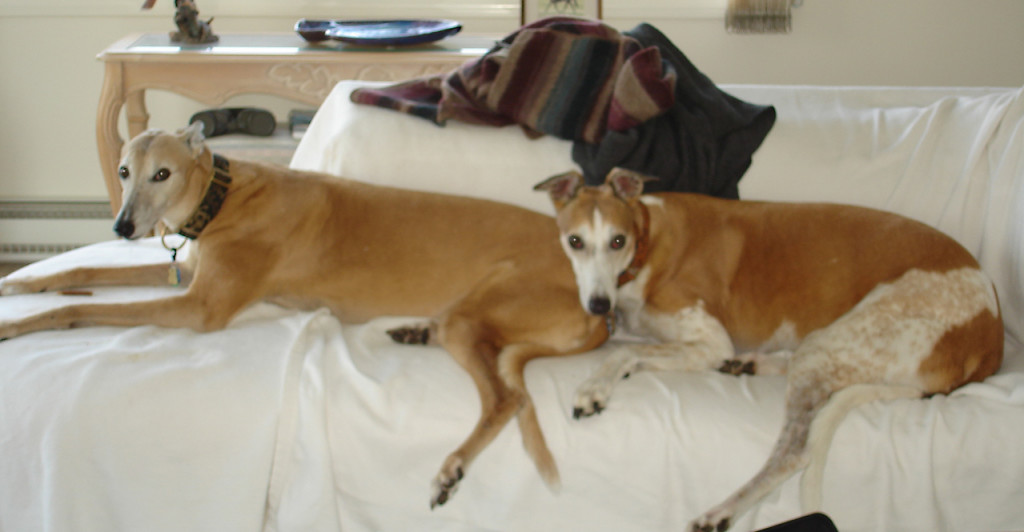 EnRoute (right) and Kay lounging at home