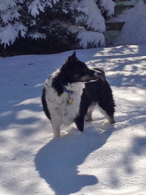 Rex in Snow